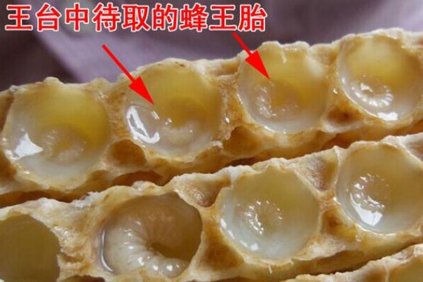 蜂王胎片有沒有副作用 蜂王胎片有子宮肌瘤的人可以吃嗎 蜂王胎片有沒有副作用 蜂王胎片有子宮肌瘤的人可以吃嗎