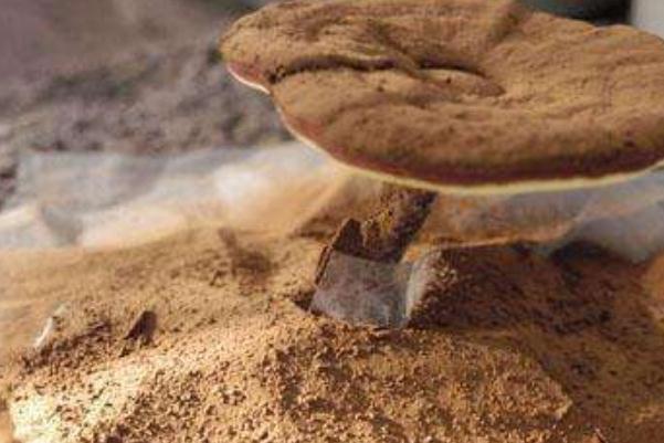 靈芝孢子粉孕婦可以吃嗎 靈芝孢子粉是熱性還是涼性 靈芝孢子粉孕婦可以吃嗎 靈芝孢子粉是熱性還是涼性