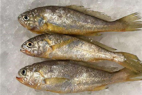 黃花魚可以冷凍儲存嗎 黃花魚怎么保鮮時間長 黃花魚可以冷凍儲存嗎 黃花魚怎么保鮮時間長
