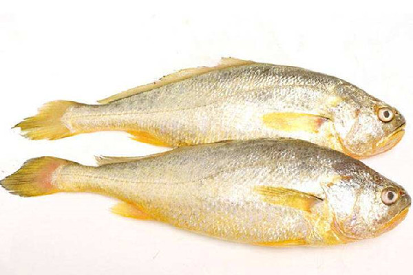 黃花魚嘌呤含量高嗎 黃花魚不適合什么人吃 黃花魚嘌呤含量高嗎 黃花魚不適合什么人吃