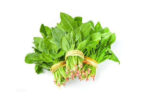 菠菜屬于涼性的嗎 菠菜是什么季節(jié)的 菠菜屬于涼性的嗎 菠菜是什么季節(jié)的