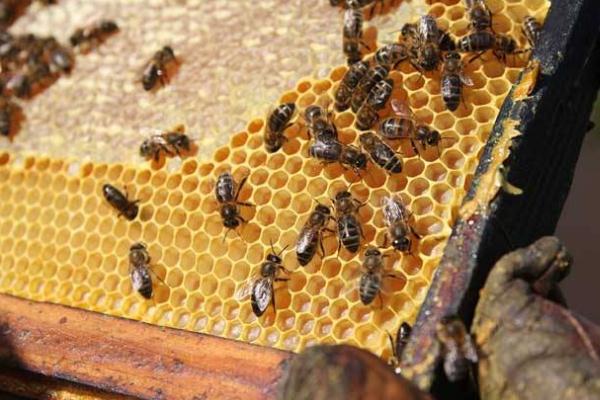 蜂膠4類人不能吃 蜂膠怎么吃效果好 蜂膠4類人不能吃 蜂膠怎么吃效果好