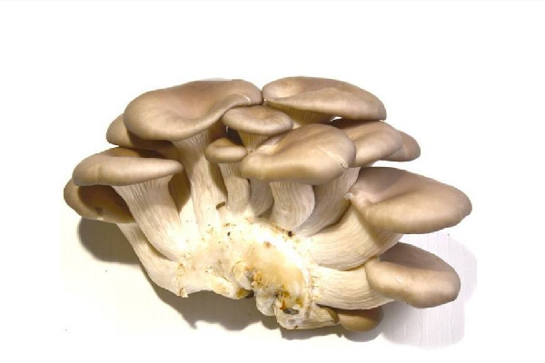 姬菇和平菇的區(qū)別 姬菇和平菇哪個營養(yǎng)價值高 姬菇和平菇的區(qū)別 姬菇和平菇哪個營養(yǎng)價值高