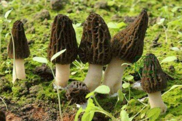 羊肚菌要泡多久才能煮 羊肚菌有白色是發(fā)霉嗎 羊肚菌要泡多久才能煮 羊肚菌有白色是發(fā)霉嗎