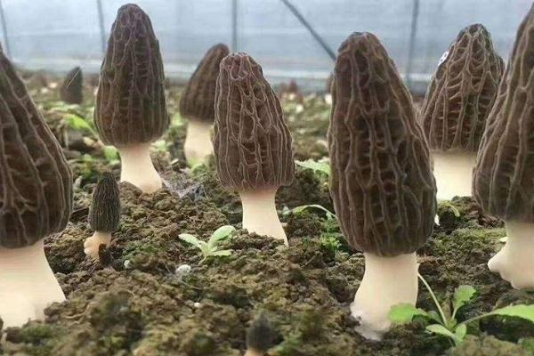 羊肚菌哪些人不宜吃 羊肚菌小孩可以吃嗎 羊肚菌哪些人不宜吃 羊肚菌小孩可以吃嗎