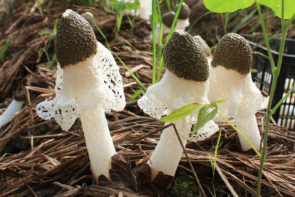 竹蓀是什么東西 竹蓀是菌菇類(lèi)嗎