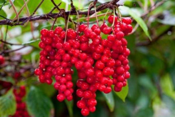 五味子有保肝護(hù)肝的作用嗎 五味子治肝病嗎 五味子有保肝護(hù)肝的作用嗎 五味子治肝病嗎