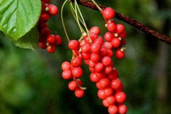 五味子的主要功效與作用 五味子的用法用量 五味子的主要功效與作用 五味子的用法用量