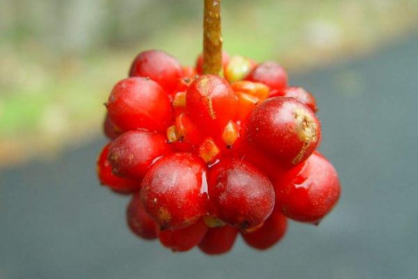 五味子有豐胸的作用嗎 五味子有毒性成分嗎 五味子有豐胸的作用嗎 五味子有毒性成分嗎