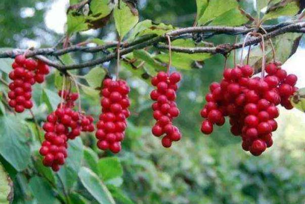 五味子有豐胸的作用嗎 五味子有毒性成分嗎 五味子有豐胸的作用嗎 五味子有毒性成分嗎