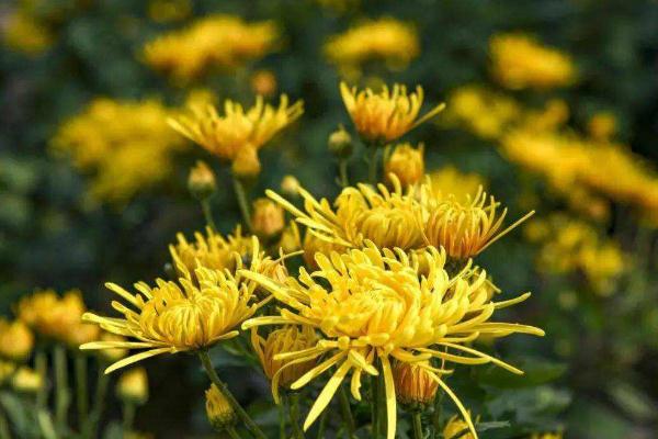 金絲皇菊的功效與作用 金絲皇菊和胎菊哪個(gè)好 金絲皇菊的功效與作用 金絲皇菊和胎菊哪個(gè)好