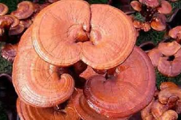 靈芝苦味怎么去掉 靈芝苦味很重怎么回事 靈芝苦味怎么去掉 靈芝苦味很重怎么回事