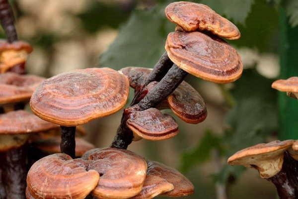 靈芝泡酒加什么藥材好 靈芝泡酒的正確方法 靈芝泡酒加什么藥材好 靈芝泡酒的正確方法