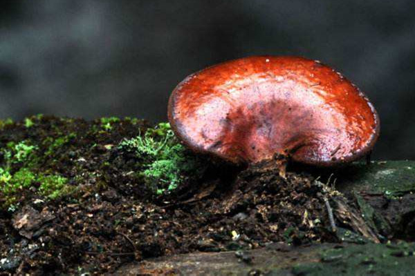 靈芝正確吃法與用量 靈芝的食用禁忌 靈芝正確吃法與用量 靈芝的食用禁忌