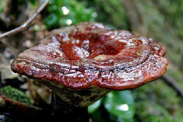 靈芝是中藥還是保健品 靈芝藥用價值是什么 靈芝是中藥還是保健品 靈芝藥用價值是什么
