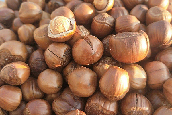 榛子要去皮嗎 榛子皮可以吃嗎 榛子要去皮嗎 榛子皮可以吃嗎