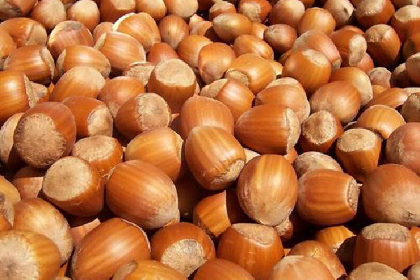 榛子要去皮嗎 榛子皮可以吃嗎 榛子要去皮嗎 榛子皮可以吃嗎
