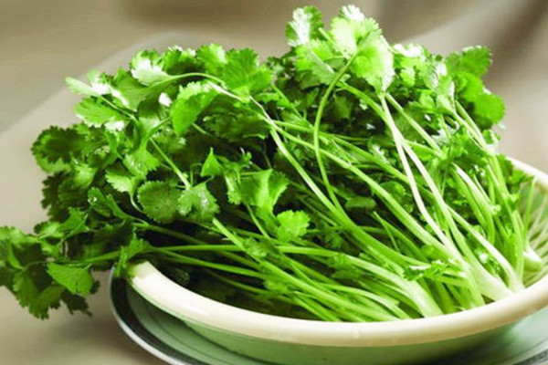 香菜如何選購 香菜如何長期保存