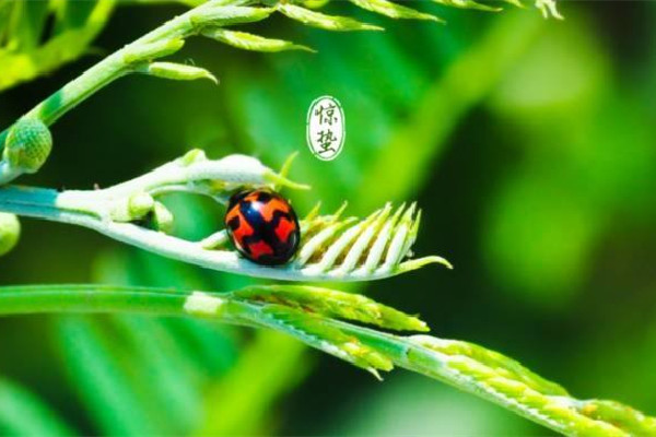 驚蟄的來歷和風(fēng)俗 驚蟄應(yīng)該吃什么 驚蟄的來歷和風(fēng)俗 驚蟄應(yīng)該吃什么