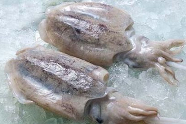 墨魚適合減肥吃嗎 墨魚的熱量高嗎 墨魚適合減肥吃嗎 墨魚的熱量高嗎