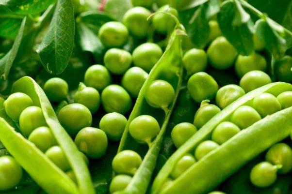 豌豆會(huì)上火嗎 豌豆會(huì)變黃嗎 豌豆會(huì)上火嗎 豌豆會(huì)變黃嗎