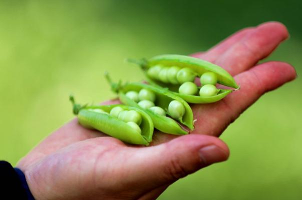 豌豆有酸味正常嗎 豌豆有點苦正常嗎 豌豆有酸味正常嗎 豌豆有點苦正常嗎