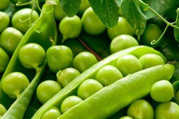 豌豆會(huì)上火嗎 豌豆會(huì)變黃嗎 豌豆會(huì)上火嗎 豌豆會(huì)變黃嗎