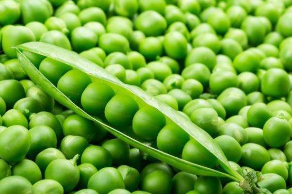 豌豆的嘌呤含量是多少 痛風(fēng)能吃豌豆嗎 豌豆的嘌呤含量是多少 痛風(fēng)能吃豌豆嗎