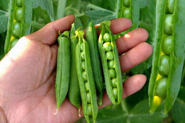 豌豆發(fā)芽了還可以吃嗎 豌豆是毛豆嗎 豌豆發(fā)芽了還可以吃嗎 豌豆是毛豆嗎