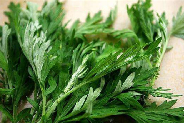 艾葉是新的好還是陳的好 艾葉買什么樣的好 艾葉是新的好還是陳的好 艾葉買什么樣的好