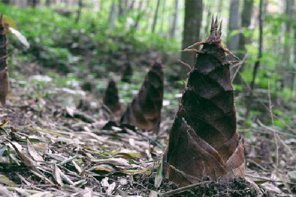 春筍的熱量是多少打卡 春筍適合減肥吃嗎 春筍的熱量是多少打卡 春筍適合減肥吃嗎