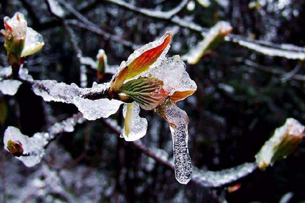 倒春寒有什么說法 2022年倒春寒什么時候開始 倒春寒有什么說法 2022年倒春寒什么時候開始