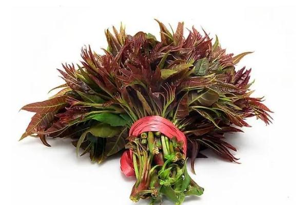 香椿是幾月份吃的 香椿是寒性還是熱性 香椿是幾月份吃的 香椿是寒性還是熱性