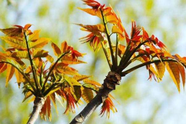 香椿是幾月份吃的 香椿是寒性還是熱性 香椿是幾月份吃的 香椿是寒性還是熱性