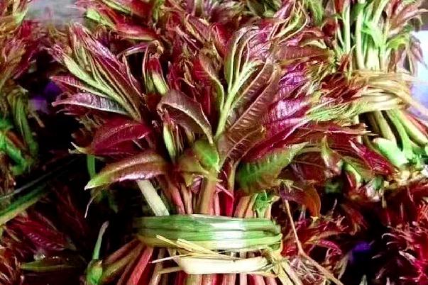 香椿是幾月份吃的 香椿是寒性還是熱性 香椿是幾月份吃的 香椿是寒性還是熱性