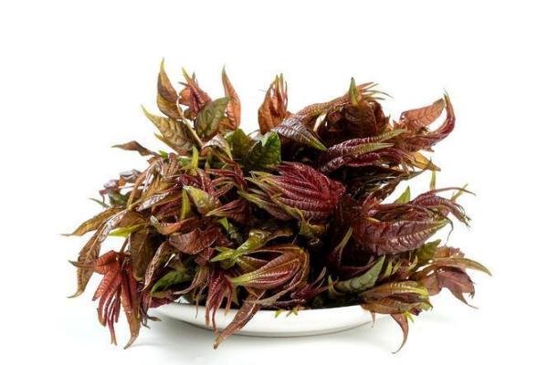 香椿有多少種類 香椿有什么營養(yǎng)價(jià)值 香椿有多少種類 香椿有什么營養(yǎng)價(jià)值