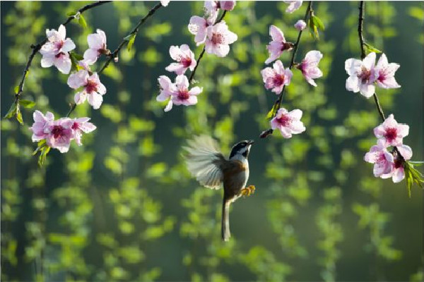 春分和立春有什么區(qū)別 春分以后會暖和嗎 春分和立春有什么區(qū)別 春分以后會暖和嗎