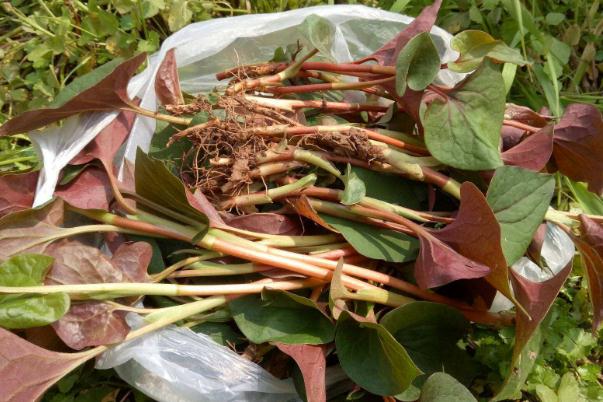 折耳根對(duì)胃有害嗎 胃炎能不能吃折耳根 折耳根對(duì)胃有害嗎 胃炎能不能吃折耳根