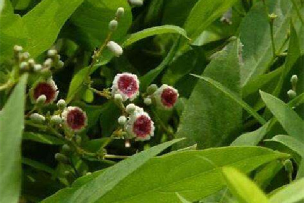 雞屎藤可以治療咳嗽嗎 雞屎藤對(duì)感冒咳嗽有什么功效 雞屎藤可以治療咳嗽嗎 雞屎藤對(duì)感冒咳嗽有什么功效