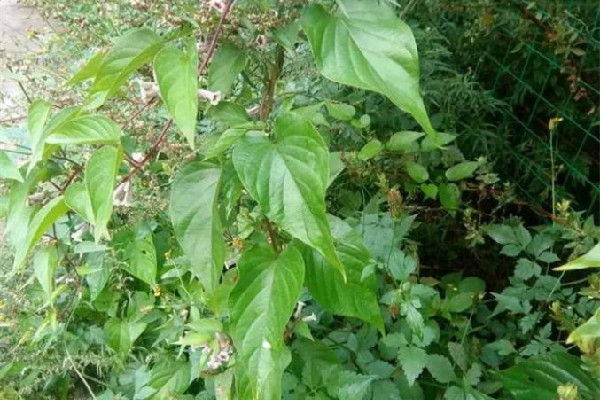 雞屎藤泡澡的功效和作用 雞屎藤泡澡可以治療蕁麻疹嗎 雞屎藤泡澡的功效和作用 雞屎藤泡澡可以治療蕁麻疹嗎