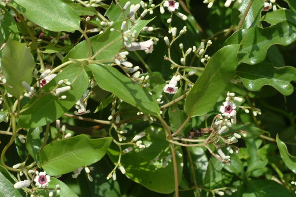 雞屎藤可以治療咳嗽嗎 雞屎藤對(duì)感冒咳嗽有什么功效 雞屎藤可以治療咳嗽嗎 雞屎藤對(duì)感冒咳嗽有什么功效