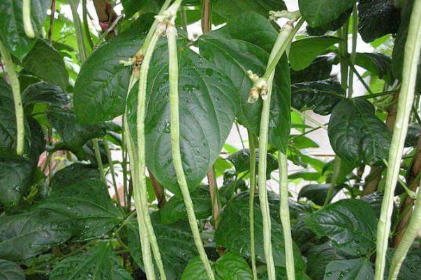 豆角是粗纖維蔬菜嗎 豆角是十字花科蔬菜嗎 豆角是粗纖維蔬菜嗎 豆角是十字花科蔬菜嗎