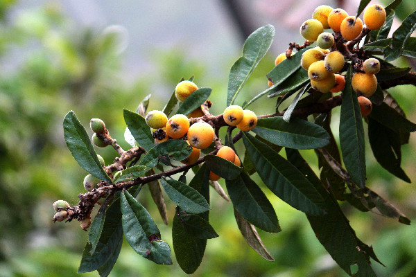 枇杷怎么吃治咳嗽最好 枇杷對嗓子好嗎 枇杷怎么吃治咳嗽最好 枇杷對嗓子好嗎