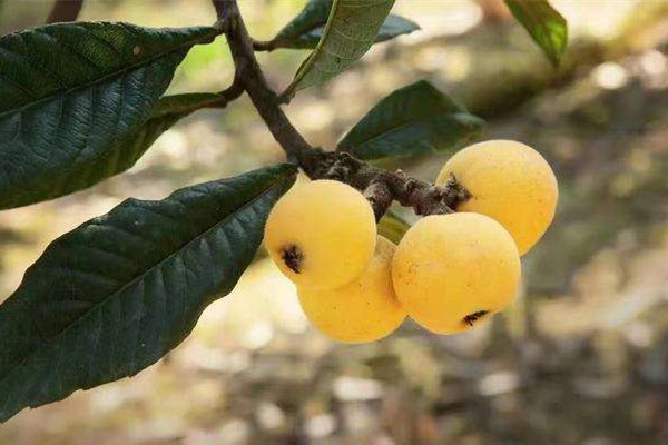 枇杷什么品種最好吃 枇杷什么時候吃是應季