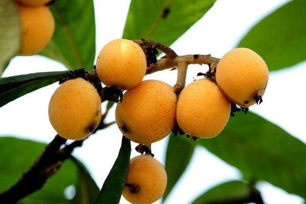 枇杷怎么吃治咳嗽最好 枇杷對嗓子好嗎 枇杷怎么吃治咳嗽最好 枇杷對嗓子好嗎