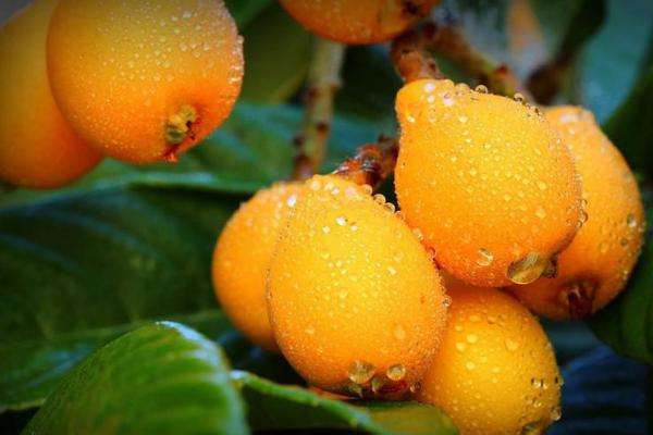 枇杷什么品種最好吃 枇杷什么時候吃是應季