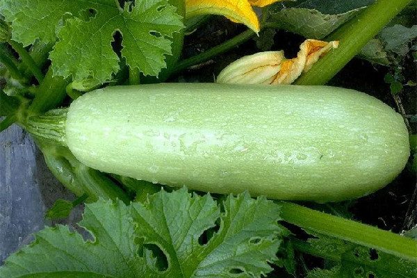 西葫蘆煮多久能熟 西葫蘆不熟會中毒嗎 西葫蘆煮多久能熟 西葫蘆不熟會中毒嗎