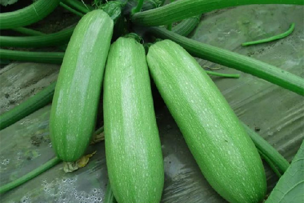 西葫蘆減肥效果好嗎 西葫蘆減肥怎么吃 西葫蘆減肥效果好嗎 西葫蘆減肥怎么吃