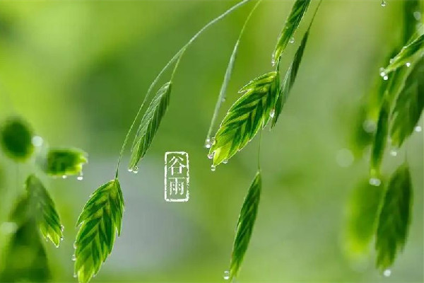 谷雨節(jié)氣會下雨嗎 谷雨節(jié)氣下雨好還是不下雨好 谷雨節(jié)氣會下雨嗎 谷雨節(jié)氣下雨好還是不下雨好
