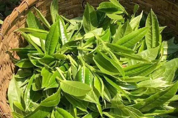 明前茶什么時候上市 明前茶是什么意思 明前茶什么時候上市 明前茶是什么意思